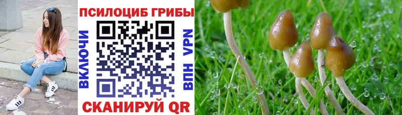 Галлюциногенные грибы GOLDEN TEACHER  как найти закладки  Приволжск 